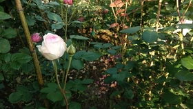 月季病虫害打药后仍不愈，这四大原因你注意了吗嗯？