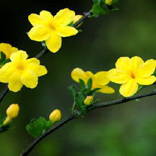 迎春花的小秘密