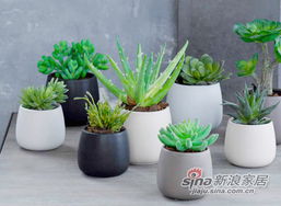 可食用花草，美得让人心动