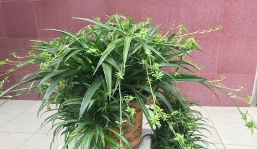 白羽凤尾蕨的灰霉病：室内养护的隐患？
