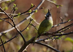 小区喷农药，鸟儿们会怎样呃？