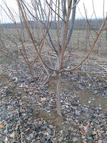 盆栽杏树的换盆技巧