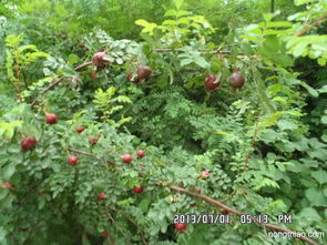 黄刺玫供应基地价格探讨