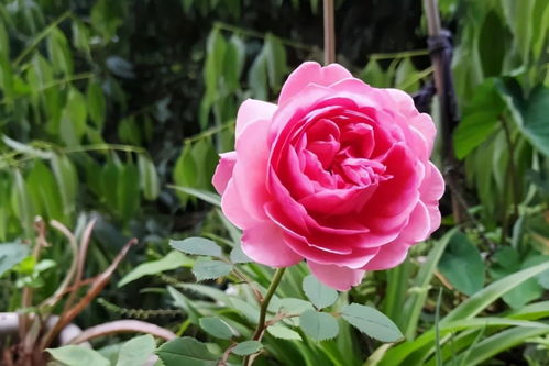 月季花， 美丽与实用的完美结合