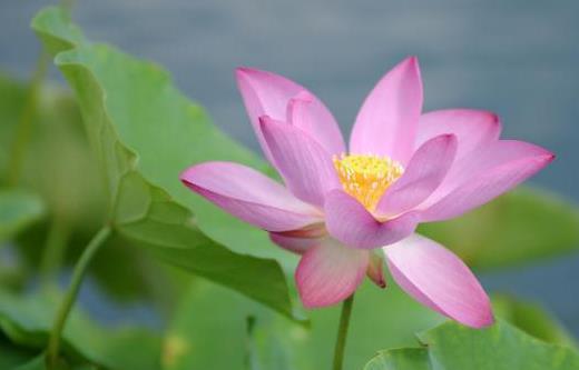 莲花发芽后如何种植