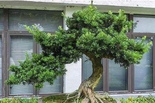 马尾松的养护之道：让松树茁壮成长的秘诀