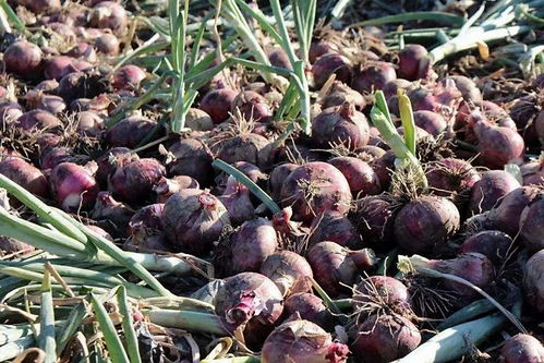 洋葱膨大素，那是个啥？