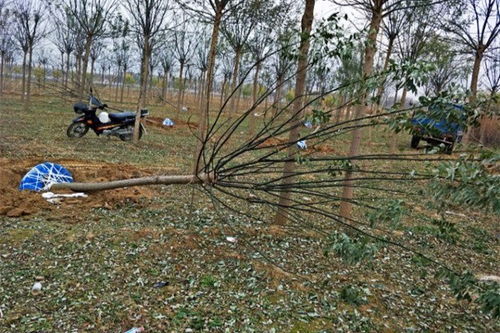 移植前的准备， 如同一场精心策划的旅行