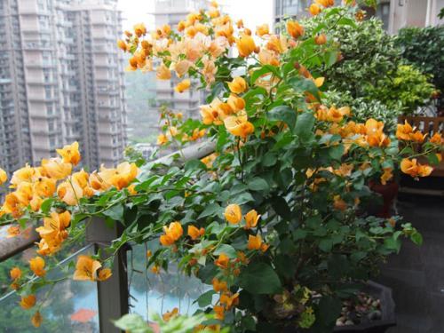 阳台变花园，李大爷羡慕了！爆款花卉，轻松打造！