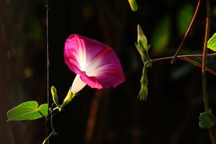 喇叭花绽放的秘密季节