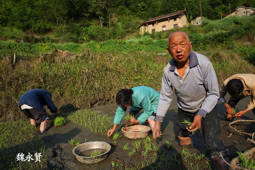 农药批发市场，热闹非凡