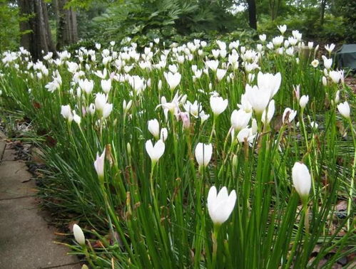 蒜和葱莲， 各自的花语和寓意