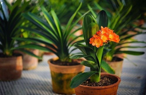 叶子掉落，是自然的新陈代谢现象