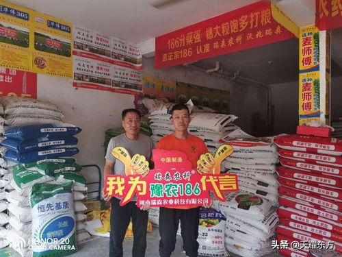 全能威龙种子品种，高产抗病