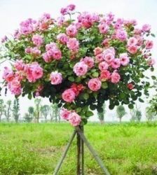 桩树的处理， 要细心