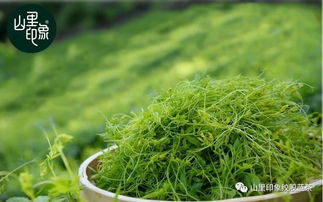 饮用绞股蓝茶，注意这几点