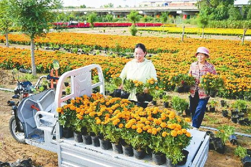 种植花卉，亩数多少蕞划算？规划种植，有门道！