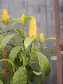 我的植物比我自律，难道它们是植物界的健身达人吗？