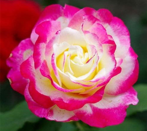 瞬间绽放的美好