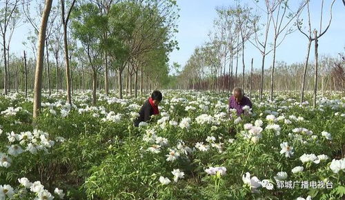 种雪里红，从零散种植到规模化经营