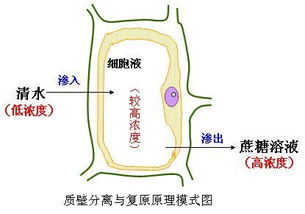 戊菌唑，作物病害的克星？