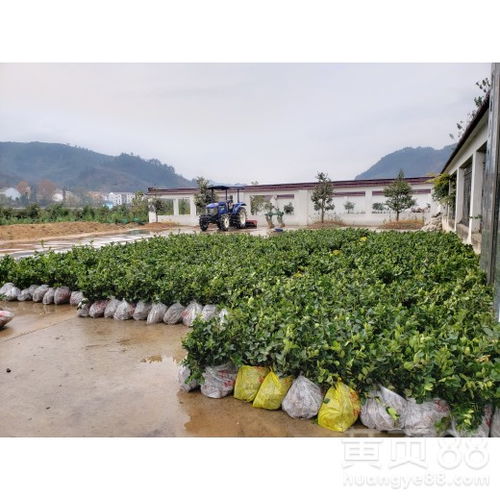 茶陵茶油树苗供应，常宁中粮茶油基地直供电话