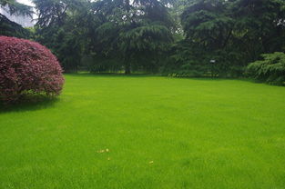 北方草皮移栽，温差是个问题