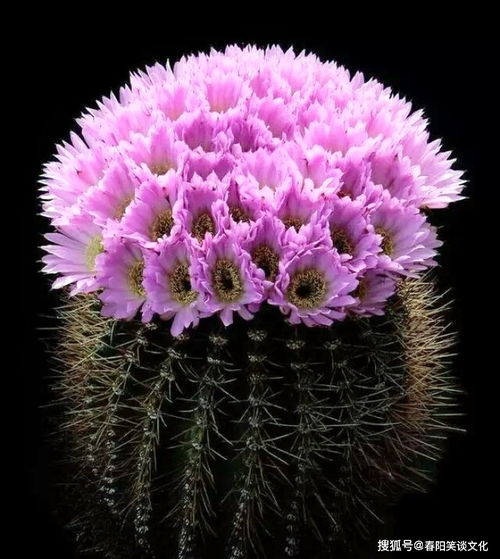 仙人球开花有什么特别的寓意和象征