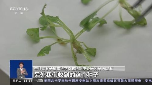 种子如何破土而出？生长过程究竟有何奥秘