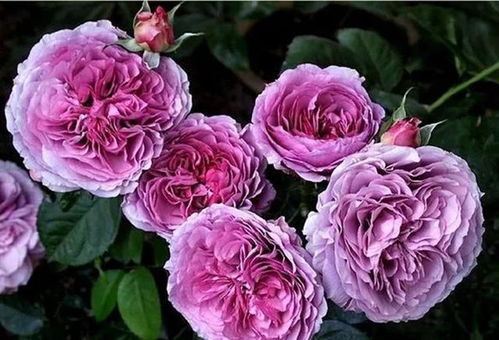 薰衣草月季， 美得让人心醉