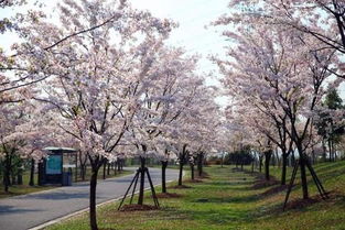 东京樱花：阳光充足， 短暂的美