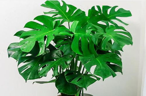 惯与光照的致命误区