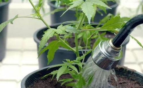 干枯植物恢复活力：揭秘如何为枯萎畜牧植物补水并重获生机