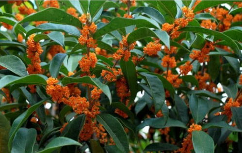 十里飘香双，原来是桂花