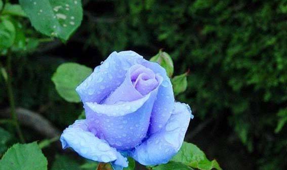 吉普赛女郎月季， 花开如歌，陪伴我度过的每一个春天