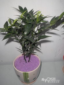 光照：摇钱树的小太阳