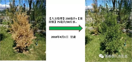 草坪修剪的重要性