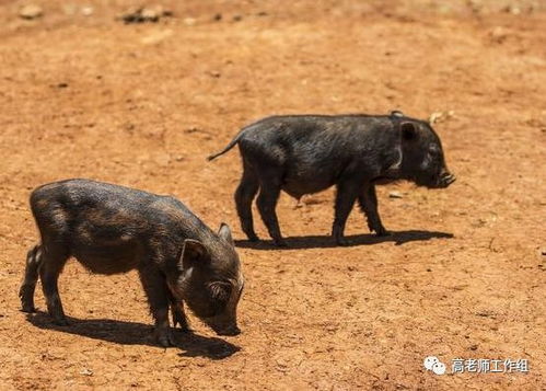 小猪出生后，需喂奶、防疫、保暖