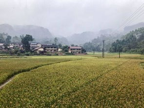莲子种植需选适宜土壤，亩产可达500公斤