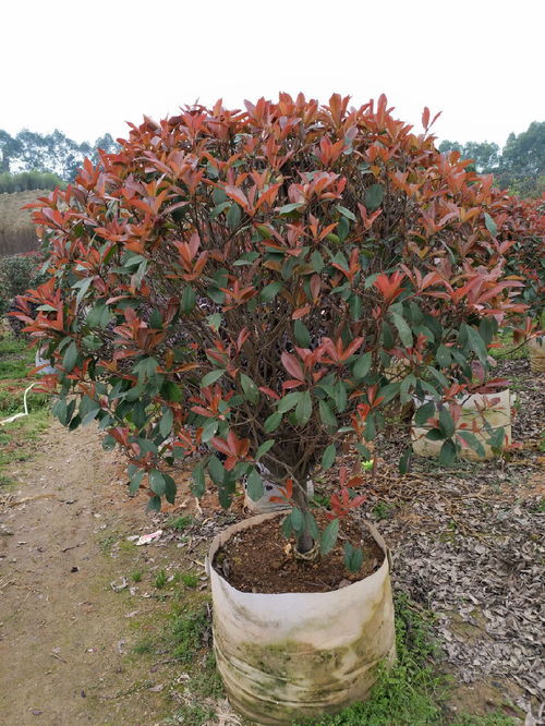 话说那红叶石楠球， 地径10cm是个啥意思