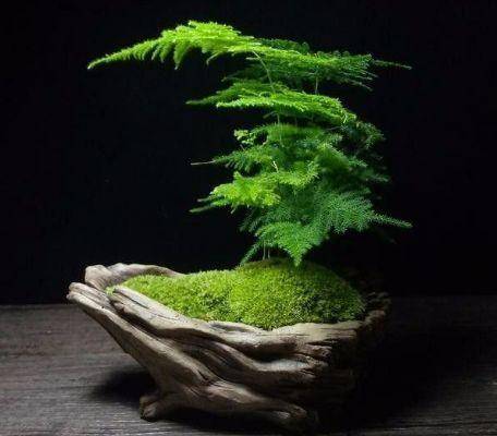 松树的种植与养护