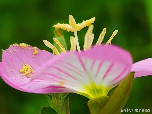 月见草：夜晚绽放的花朵