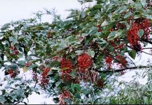 山桐子：适应性强， 成活率高