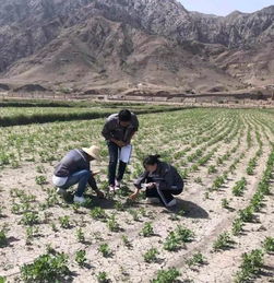 如何根据荒山种植草和贫瘠土地改良需求，筛选出适合的抗旱固土品种？