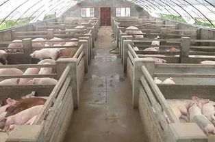 冬季猪舍如何有效防控凝露问题？