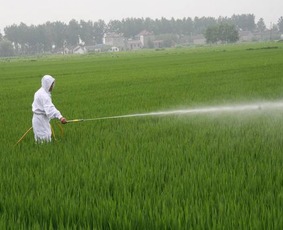 冬闲田的新生机