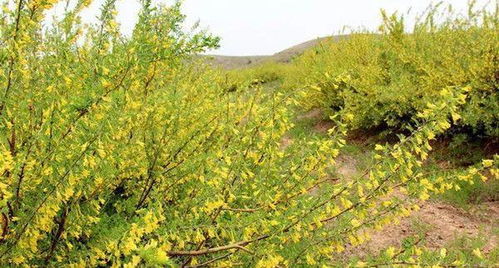 风化土适合种植什么植物？老农推荐这几种植物