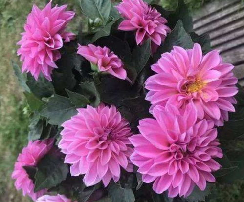 六、 大丽花，花朵大，颜色多