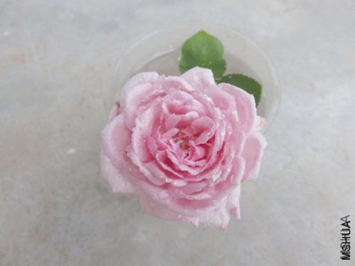 玛格丽特王妃月季