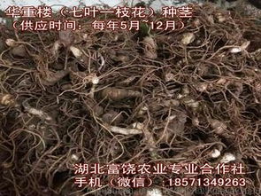 重楼红籽价格波动原因